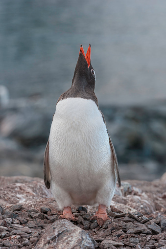 Displaying gentoo penguin  (Pygoscelis papua) is a penguin species in the genus Pygoscelis. Cuverville Island, Antarctica.