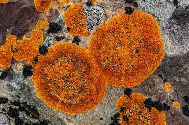Xanthoria elegans, commonly known as the elegant sunburst lichen, is a lichenized species of fungus in the genus Xanthoria, family Teloschistaceae. Hannah Point, Livingston Island, South Shetland Island Group, Antarctica.
