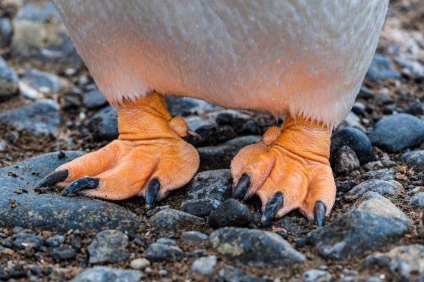 gentoo penguin orange color feet. brown bluff in antarctica. pygoscelis papua; spheniscidae; sphenisciformes. close-up of the colored orange feet. - bird black penguin gentoo penguin imagens e fotografias de stock