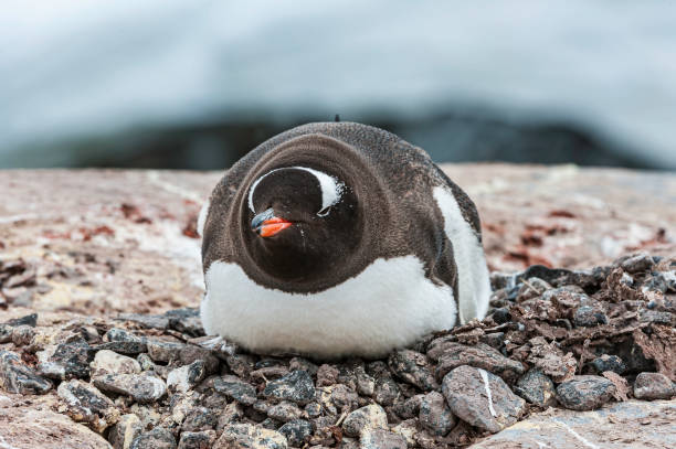 젠투 펭귄, 피고셀리스 파푸아, 쉽게 머리의 상단에 보닛처럼 확장 넓은 흰색 줄무늬에 의해 인식된다.  주글라 포인트, 비엔나케 섬, 남극. - bird black penguin gentoo penguin 뉴스 사진 이미지