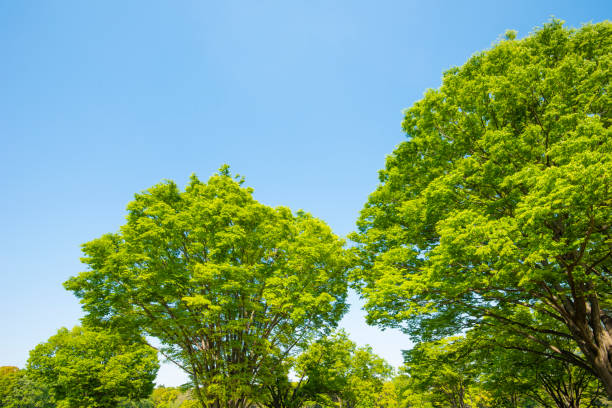 istock Fresh green trees and blue sky. 1313680737