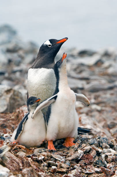 istock Gentoo Penguin, Pygoscelis papua, is easily recognized by the wide white stripe extending like a bonnet across the top of its head. Cuverville Island, Antarctica. Adults with young chicks on rock nests. 1313680926