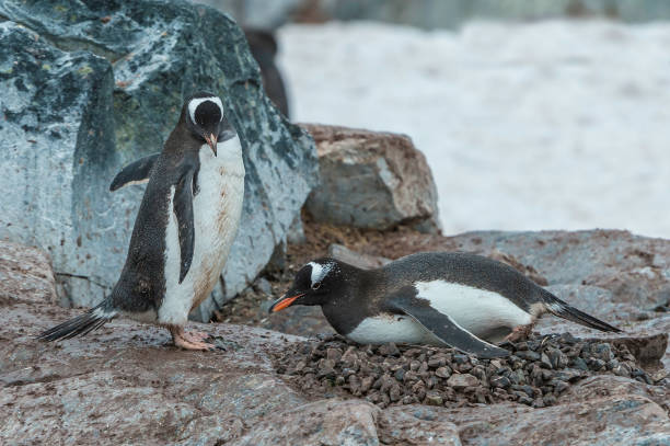 istock Gentoo Penguin, Pygoscelis papua, is easily recognized by the wide white stripe extending like a bonnet across the top of its head. Nesting on Cuverville Island, Antarctica; Nesting area with adults on nest built of rocks. 1313680954