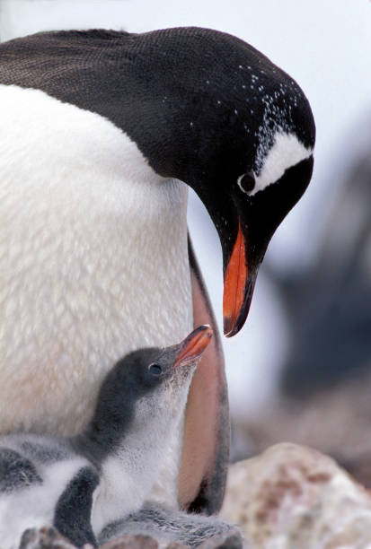 istock The Gentoo Penguin and chick, Pygoscelis papua, is easily recognised by the wide white stripe extending like a bonnet across the top of its head.  Brown Bluff, Antarctic Peninsula, Antarctica; Sphenisciformes;  Spheniscidae; 1313680967