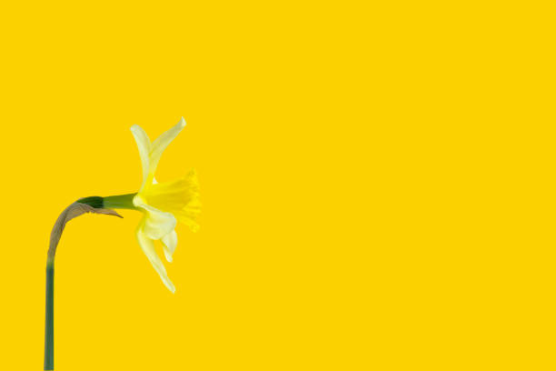 Daffodil