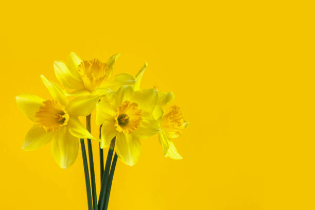 Bouquet of daffodils, blank for a postcard, element for design