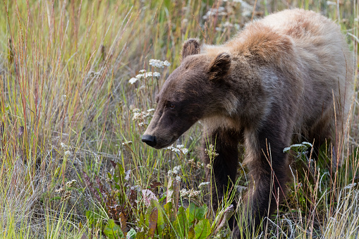 Grizzly bear, Ursus arctos horribilis, in its natural habitat, Alaska.