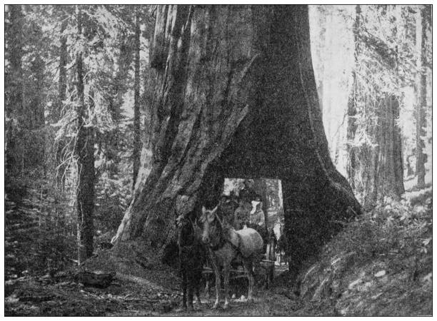 istock Antique photo of World's landmarks (circa 1894): Sequoia, California 1313682612