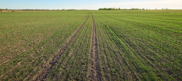 istock Rows of fresh young green seedlings. Plowed field. 1313682808