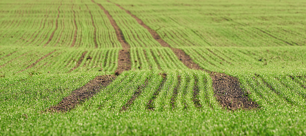 Agricultural field prepared for sowing