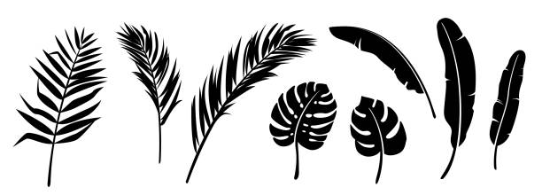 illustrations, cliparts, dessins animés et icônes de fond de vecteur de set de silhouette de feuilles de paume. feuillage de jungle dans la couleur noire d’isolement sur le fond blanc. conception exotique d’éléments d’arbre - feuille de palmier