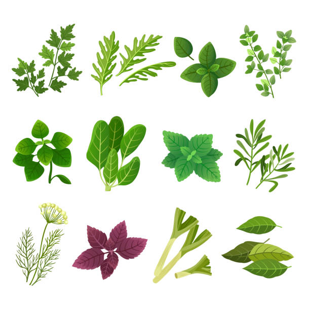 zioła i przyprawy. oregano zielony bazylia mięta szpinak kolendra koperek pietruszki i tymianek. aromatyczny zestaw ziół i wektorów przypraw - mint herb vegetable freshness stock illustrations