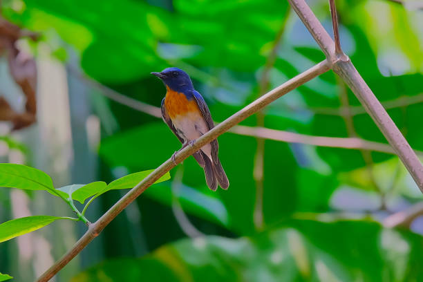 istock Blue-throated blue flycatcher 1313685348