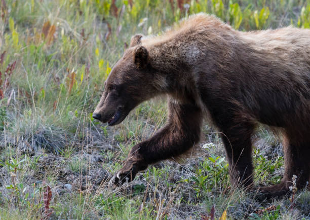istock Grizzly, brown bear, in the meodow, Alaska 1313685568