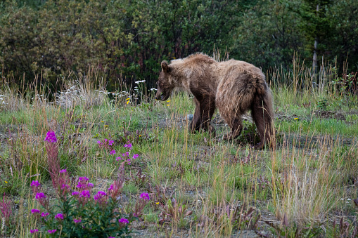 Grizzly bear, Ursus arctos horribilis, in its natural habitat, Alaska.