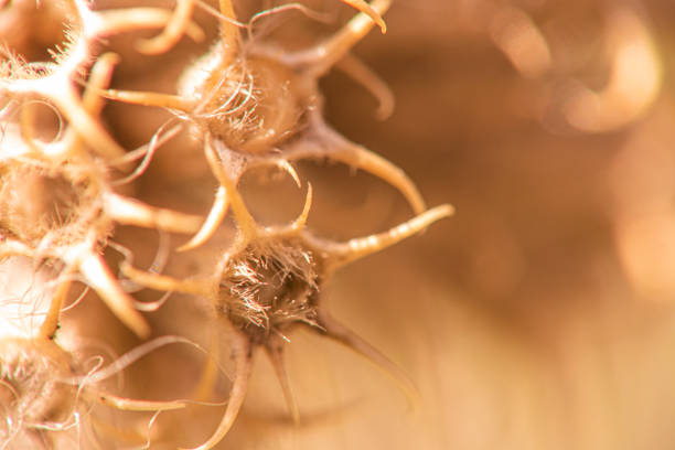 A completely dried plant in an arid air on defocused background