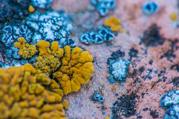 istock Microbiological Rock Moss or Fungus on a Surface Extreme Close Up Abstract Background 1313687641