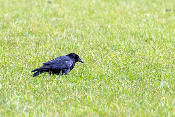 Carrion Crow Carrion Crow on the ground searching for food crow eating carrion stock pictures, royalty-free photos & images