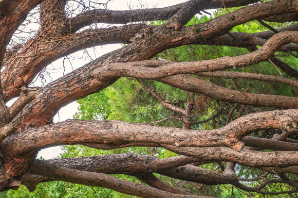 istock Intricately curved, tangled pine trunks and branches illuminated by the sun 1313687840