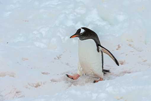 The gentoo penguin  (Pygoscelis papua) is a penguin species in the genus Pygoscelis. Walking in the snow on a track on Cuverville Island, Antarctica.