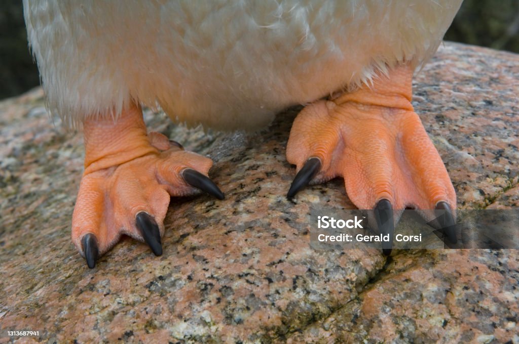 Gentoo Penguin, Petermann Island,  Antarctica,  Sphenisciformes, Spheniscidae. Pygoscelis papua. Standing. close-up of feet and toe nails. Penguin Stock Photo