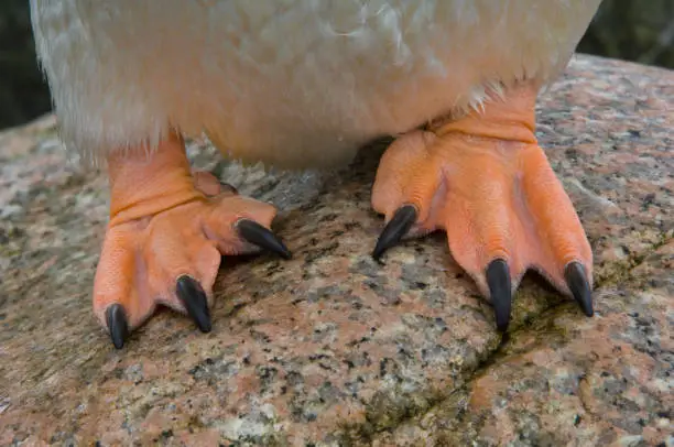 Photo of Gentoo Penguin, Petermann Island,  Antarctica,  Sphenisciformes, Spheniscidae. Pygoscelis papua. Standing. close-up of feet and toe nails.