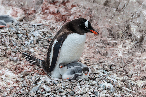 A gentoo penguin on a nest with chick at Neko Harbor in the Antarctic Peninsula of Antarctica. Pygoscelis papua. Nest made of rocks.