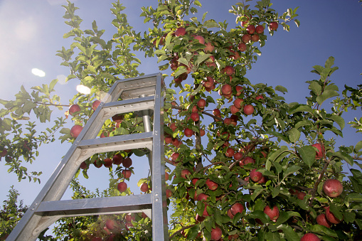 Ladder leaning against apple tree in orchard, sun flare