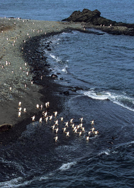 pinguino gentoo, pygoscelis papua, hannah point, livingston island, south shetland island group, antartide. sphenisciformes, spheniscidae. lasciando una spiaggia di pietra nera e andando nell'oceano. - sphenisciformes foto e immagini stock