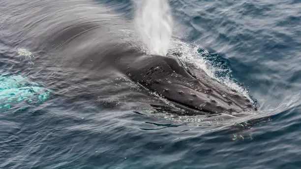 Humpback Whale, Megaptera novaeangliae, in Cierva Cove, Antarctic Peninsula. Water coming from the two blow holes."n"n