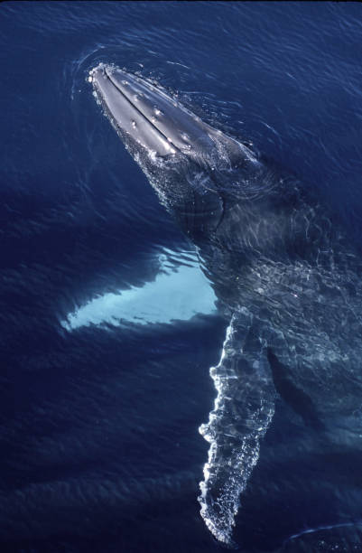Humpback Whale, Megaptera novaeangliae, in the Gerlache Strait, Antarctica. Swimming in various positions and upside down next to our ship. stock photo