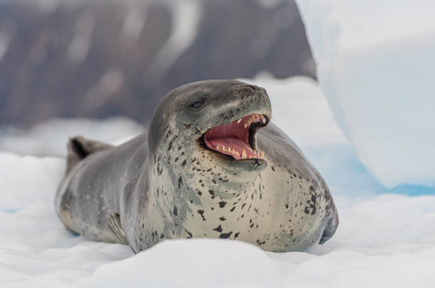 Leopard Seal on Ice, Cierva Cove, Antarctica, Hydrurga leptonyx, belongs to the family Phocidae. Leopard Seals are the second largest species of seal in the Antarctic, and are near the top of the Antarctic food chain. Pinnipedia, Phocidae. Mouth open showing its teeth. leopard seal on ice, cierva cove, antarctica, hydrurga leptonyx, pertenece a la familia phocidae. las focas leopardo son la segunda especie de foca más grande de la antártida, y están cerca de la cima de la cadena alimentaria antártica. pinnipedia, fo