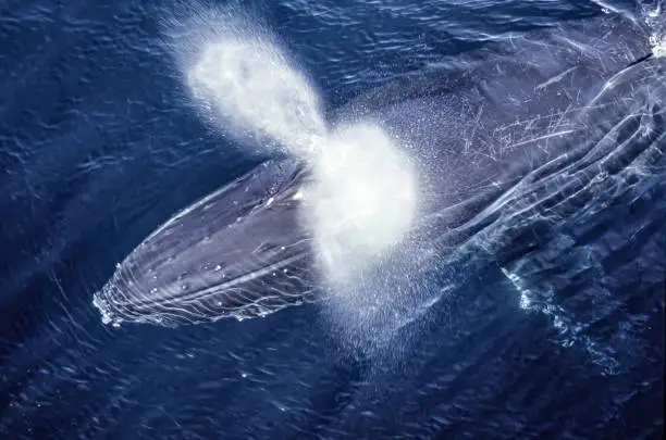 Humpback Whale, Megaptera novaeangliae, in the Gerlache Strait, Antarctica. Swimming in various positions with blow hole and blow from the whale.