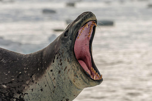 Leopard Seal on Ice, Cierva Cove, Antarctica, Hydrurga leptonyx, belongs to the family Phocidae. Leopard Seals are the second largest species of seal in the Antarctic, and are near the top of the Antarctic food chain.  Pinnipedia, Phocidae. Mouth open showing its teeth.