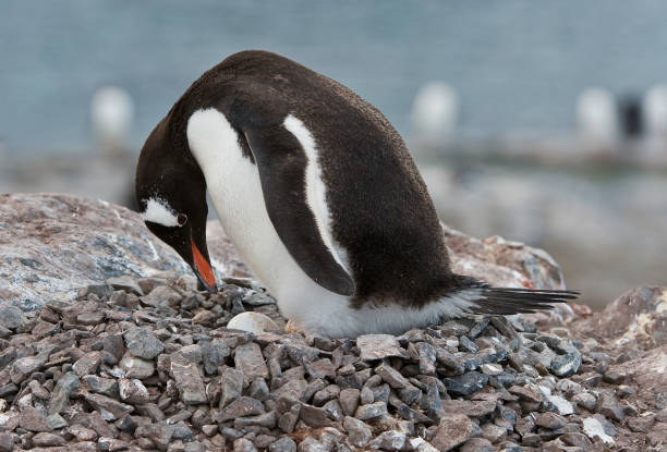 Gentoo Penguin, Pygoscelis papua, is easily recognized by the wide white stripe extending like a bonnet across the top of its head. Nesting on Cuverville Island, Antarctica; Nesting area with adults on nest built of rocks. Tending a single egg in the nest.