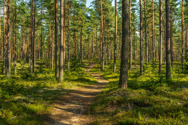 istock Walking path in a beautiful pine forest in Sweden 1313689074
