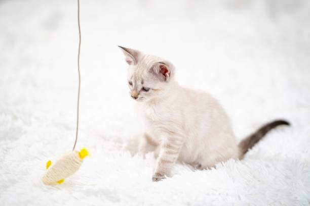 istock A little white kitten plays with a toy mouse on a rope. 1313689100