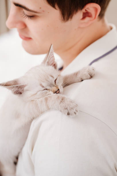 istock a young man holds a small white kitten and petting him. nevsky masquerade cat. 1313689175