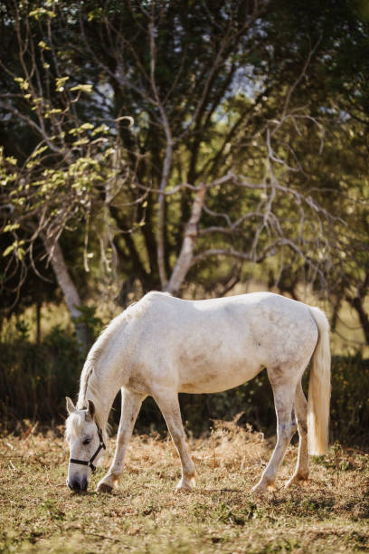 istock White mare being for pasture in the green nature 1313690855