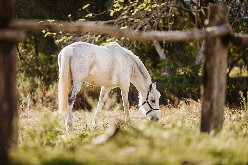 Beautiful horse having his winter coat pasturing in the green nature in Majorca. Creative color editing with added grain. Part of a series.