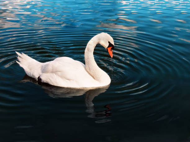 istock white swan swims in the water close up 1313691475