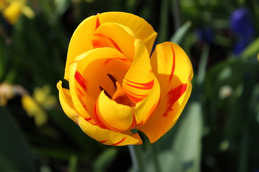 This multi-colored tulip was first introduced in the 1950s. It is a cross between single late tulips and early emperor tulips. It can be seen in full blossom at the Keukenhof Gardens in Lisse Netherlands during springtime.