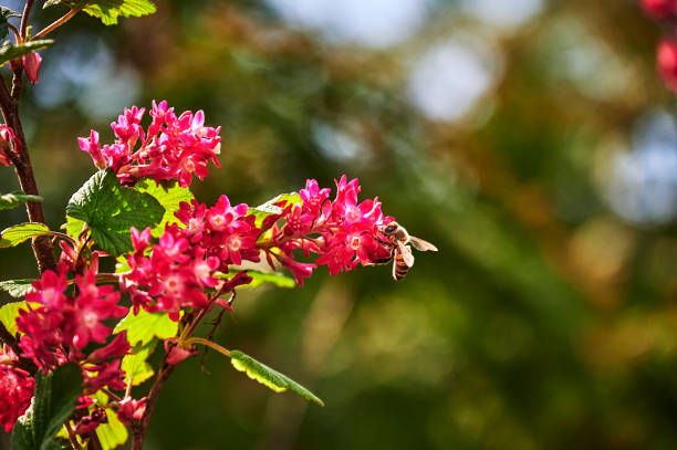 istock Bee sitting on a flowering currant in the sunshine. 1313692971