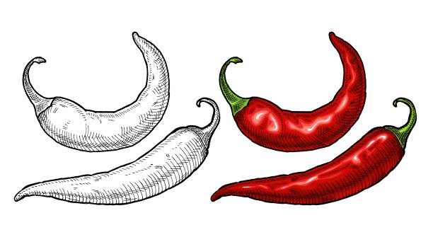 целый перец чили. винтаж штриховки цветной иллюстрации. - pepper freshness multi colored red stock illustrations
