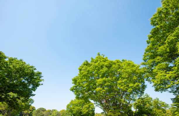 istock Fresh green trees and blue sky. 1313693861