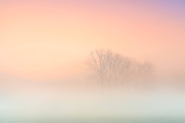 istock Trees on the field with sunrise 1313694575