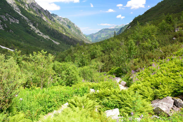 Tatra Mountains valley Dolina Roztoki. Summer Tatra scenic nature landscape.