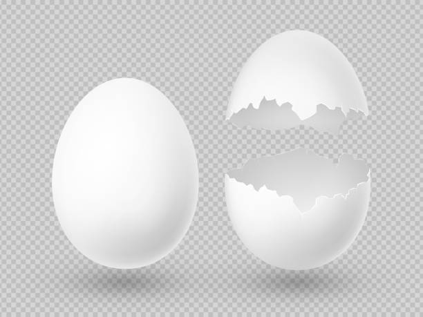 Realistic vector white eggs with whole and broken shell isolated Realistic vector white eggs with whole and broken shell isolated on transparent background illustration eggshell stock illustrations