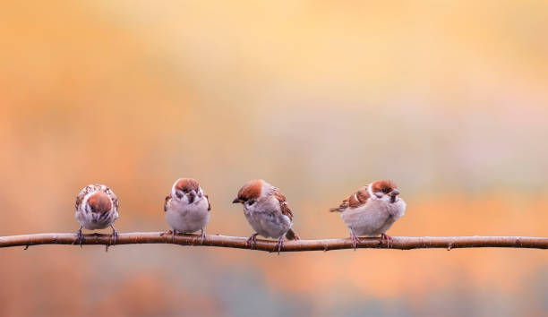 istock little chicks sparrows sit on a branch in a sunny garden 1313696979