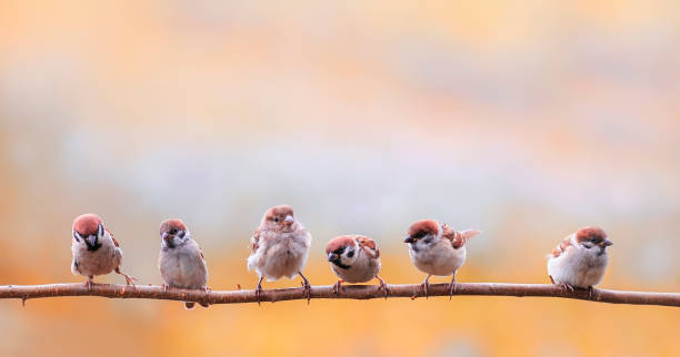 istock little chicks sparrows sit on a branch in a sunny garden 1313696989